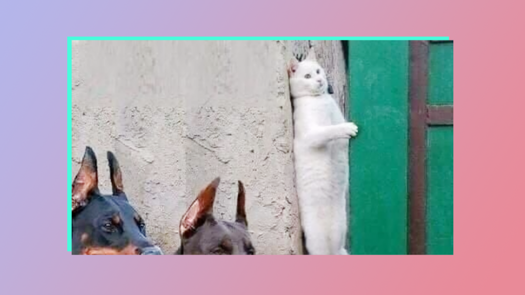 кот прячется