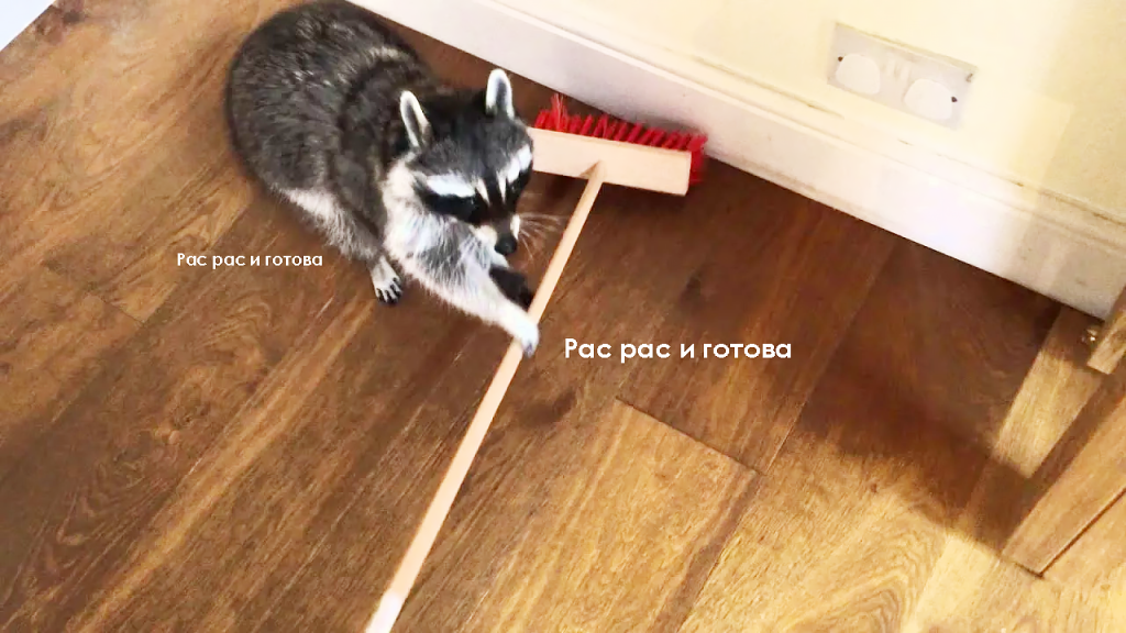 енот убирается